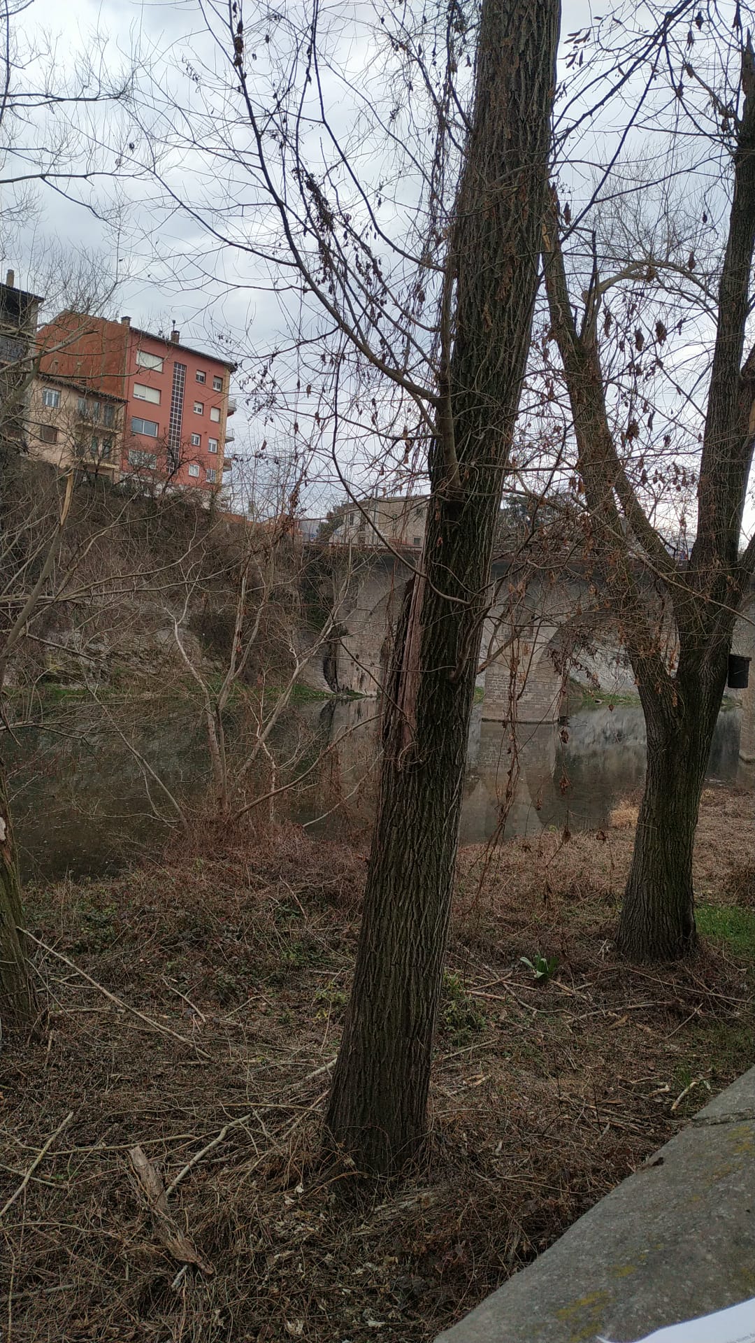 Bosc ribera